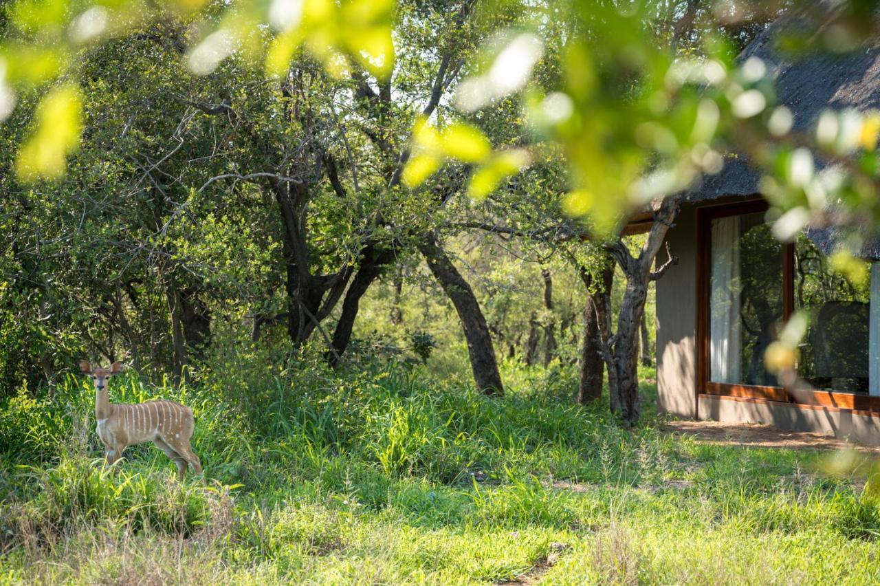 Kambaku River Sands Timbavati Game Reserve Bagian luar foto