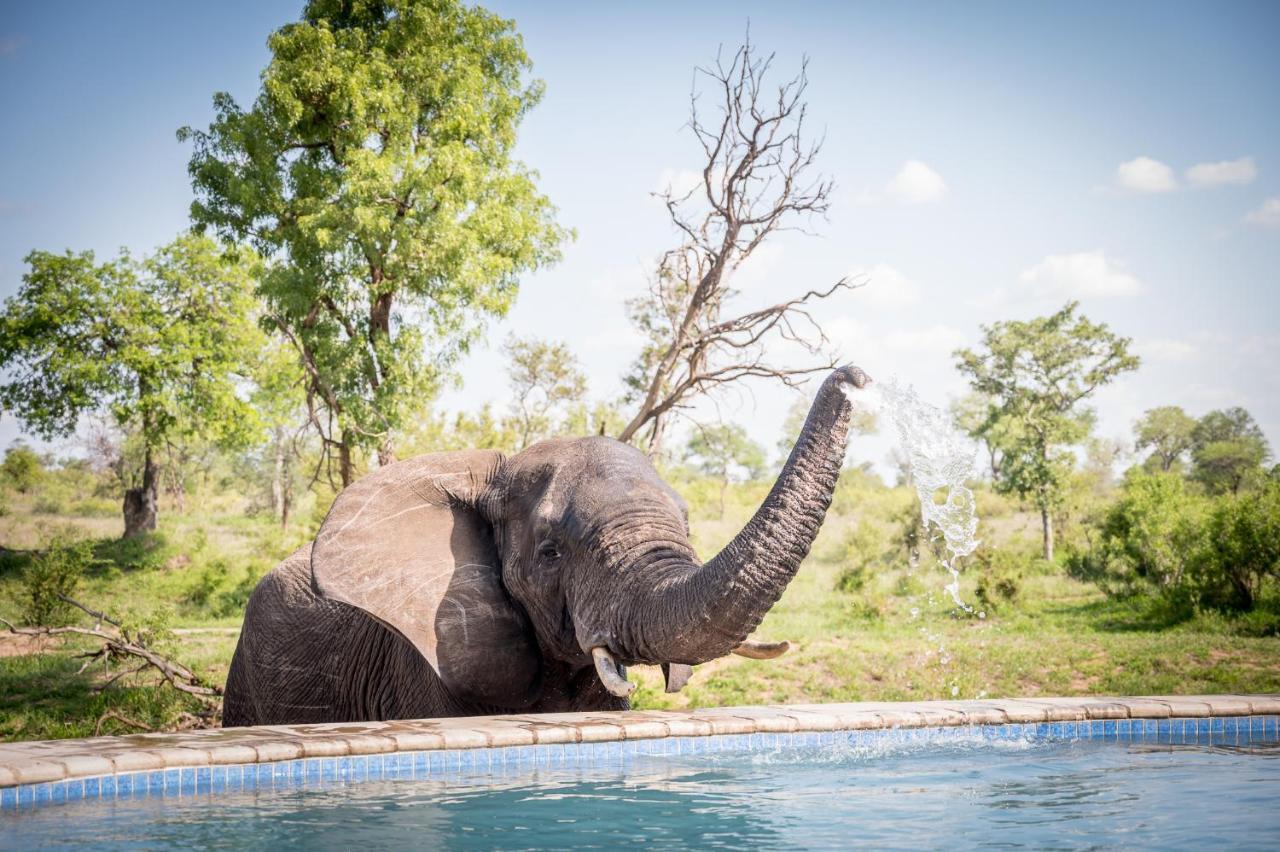 Kambaku River Sands Timbavati Game Reserve Bagian luar foto